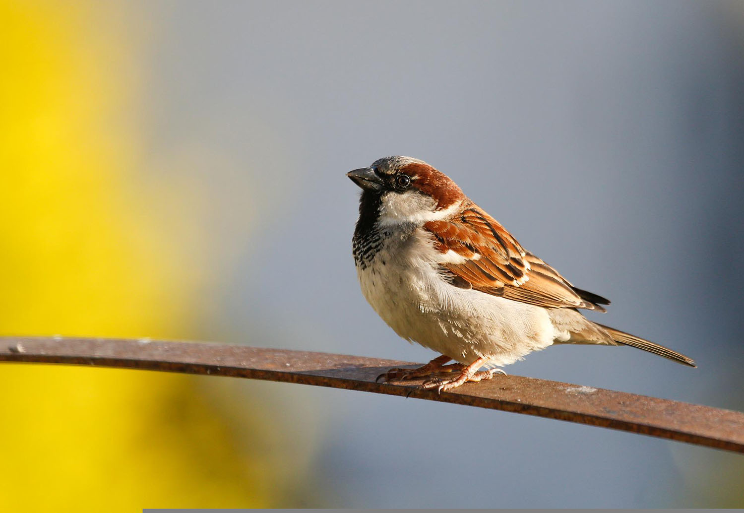 鳥のフンは早めに除去しよう アイキャッチ画像