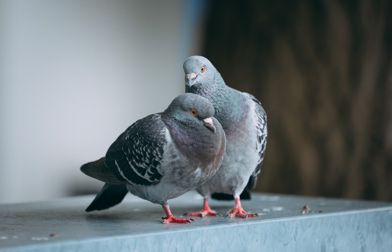 こんなときどうするの？…「鳥の巣づくり対策」 アイキャッチ画像