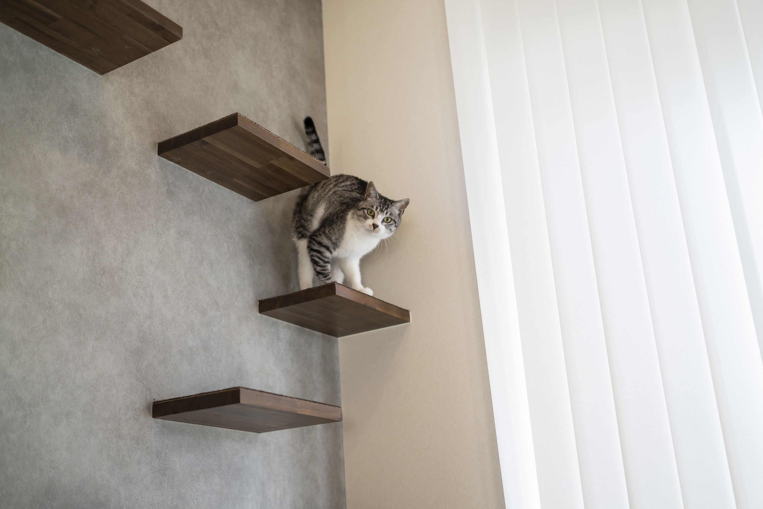 猫と暮らすキャットウォークのある家 アイキャッチ画像