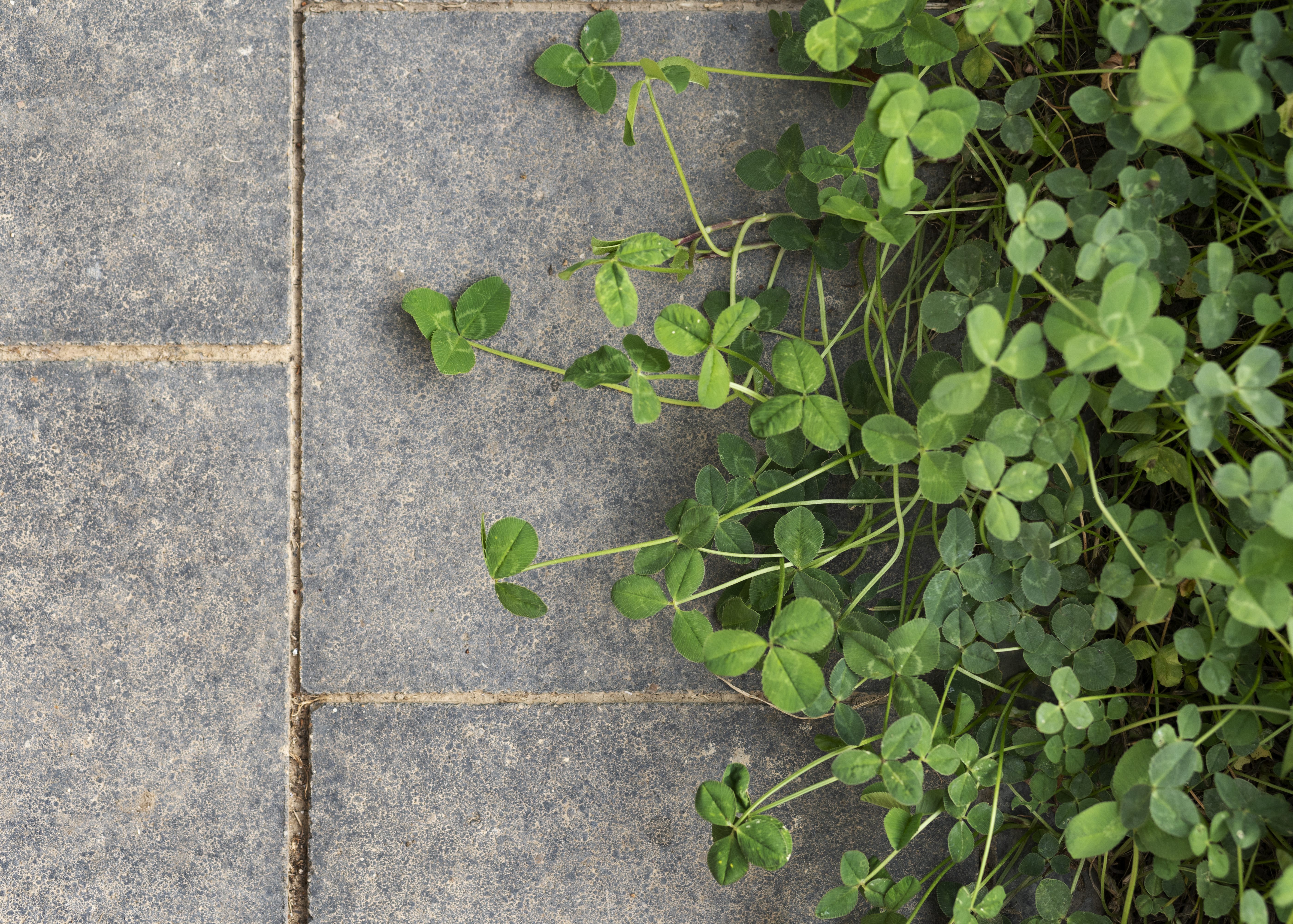 新築の庭づくりで後悔しないためのタイル施工チェックポイント 画像