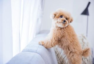 初めてのペットを迎えるための家づくりをする前に アイキャッチ画像