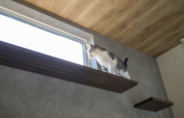 お施主様こだわりのキャットウォークにネコちゃんも大満足